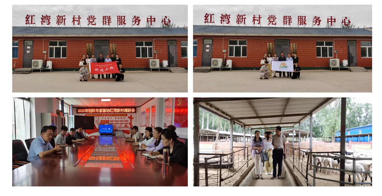 动物科技学院师生指导中宁县肉羊科技小院下乡服务纪实 ——以监测护航养殖,用服务助力增效