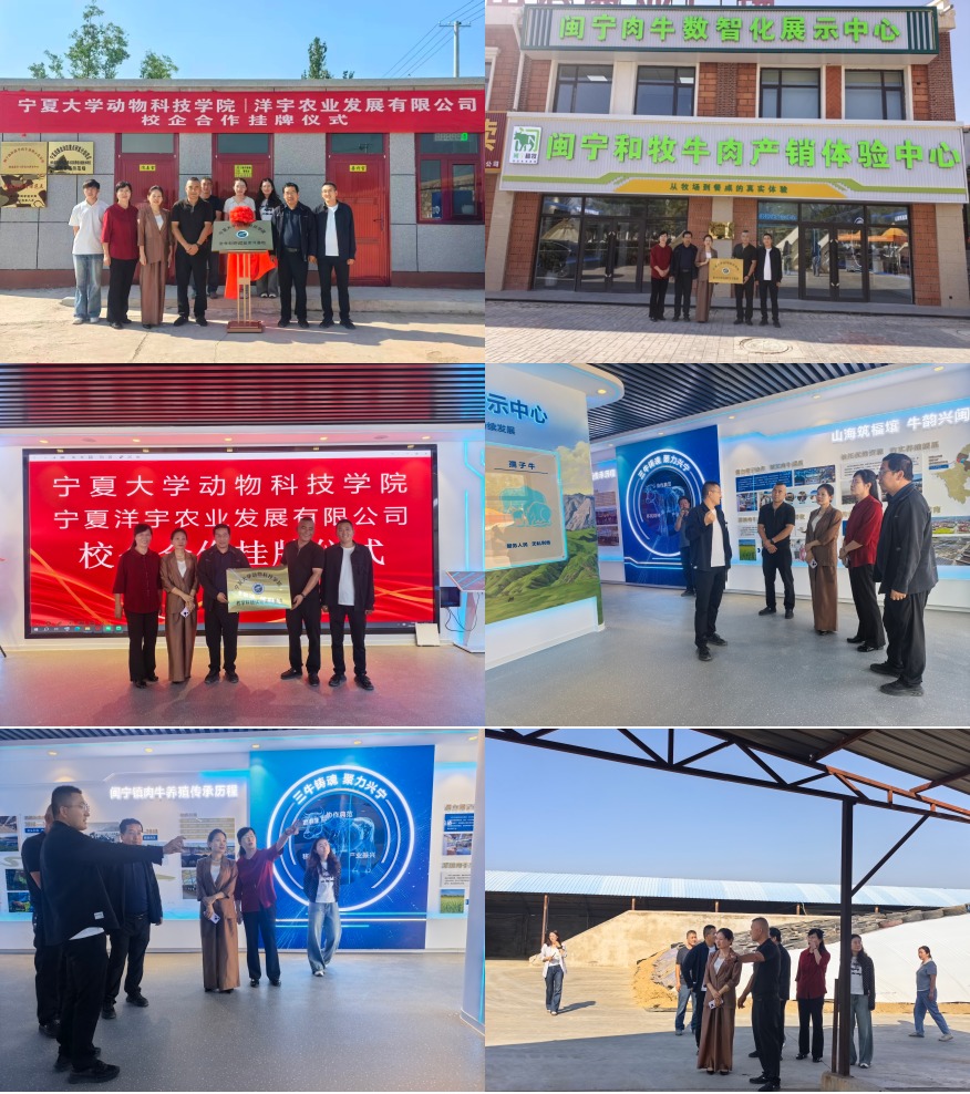 校企聚合力——赋能永宁县肉牛产业高质量发展