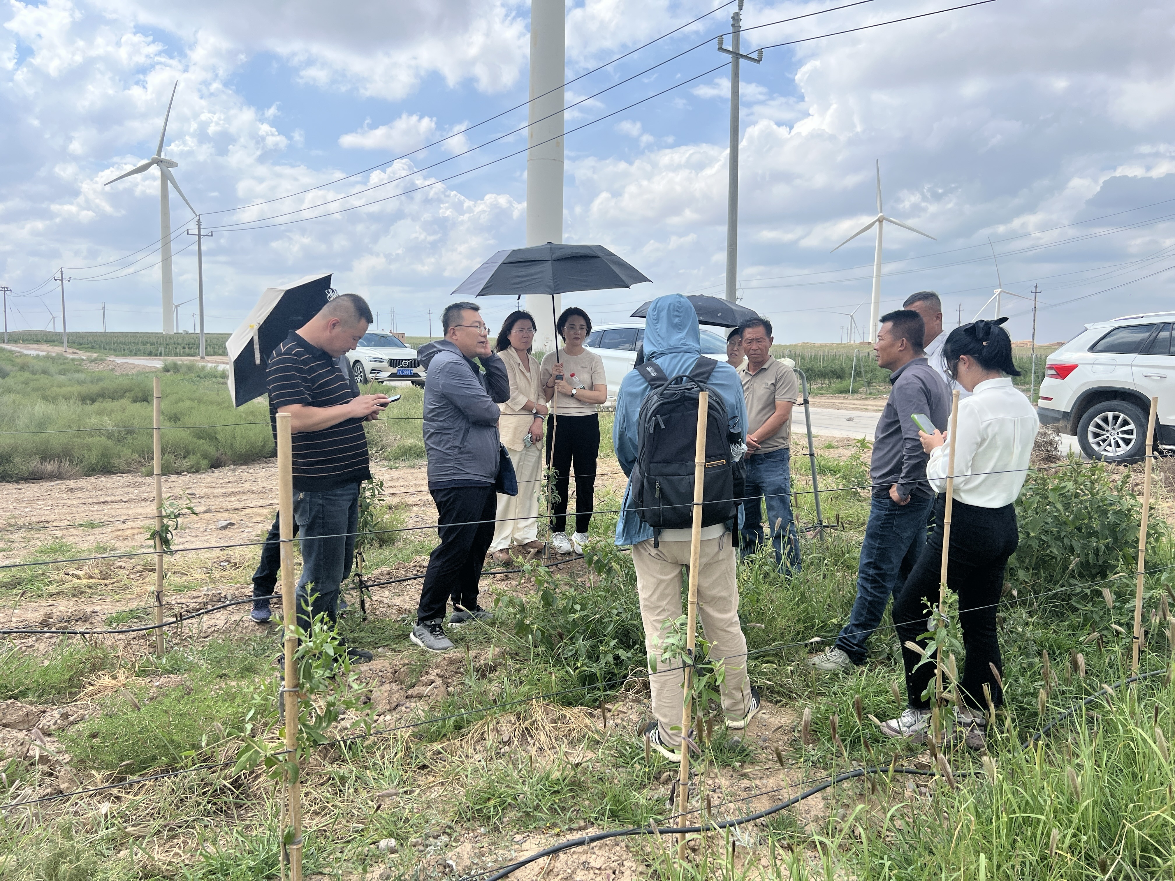 2025年宁夏回族自治区重点研发项目——“宁夏枸杞根腐病微生态健康调控关键技术研究与示范”启动会顺利召开